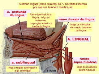 a. sublingual
a. profunda
da língua
A. LINGUAL
ramo dorsais da língua
Schünke
ramos
supra-hióideos
A artéria lingual (ramo colateral da A. Carótida Externa)
por sua vez também ramifica-se:
Irriga os músculos
supra-hióideos
Irriga os músculos
da porção posterior
da língua
Irriga a região sublingual e
a gl. sublingual
Ramo terminal da a.
lingual. Irriga os
músculos
da porção anterior e
média da língua
 