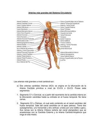 Arterias más grandes del Sistema Circulatorio
Las arterias más grandes a nivel cerebral son:
a) Dos arterias carótidas internas (ACI): se origina en la bifurcación de la
Arteria Carótida primitiva a nivel de C3-C4 o C4-C5. Posee siete
segmentos:
1. Segmento C1 o Cervical, va a partir del nacimiento de la carótida interna en
la bifurcación carotídea hasta su entrada en el hueso temporal. No tiene
ramas.
2. Segmento C2 o Petroso, el cual está contenido en el canal carotídeo del
hueso temporal. Sale del canal carotídeo en el apex petroso. Tiene dos
subsegmentos, uno horizontal y otro vertical, unidos por una rodilla o genu.
Sus ramas son la Arteria Vidiana (arteria del canal pterigoideo) que se
anastomosa con la Carótida Externa y la Arteria Carótido-timpánica que
irriga el oído medio.
 