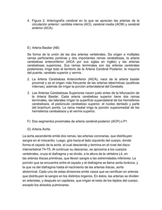 4. Figura 2. Arteriografía cerebral en la que se aprecian las arterias de la
circulación anterior: carótida interna (ACI), cerebral media (ACM) y cerebral
anterior (ACA).
E) Arteria Basilar (AB)
Se forma de la unión de las dos arterias vertebrales. Da origen a múltiples
ramas perforantes pontinas y dos importantes ramas cerebelosas, la arteria
cerebelosa anteroinferior (AICA por sus siglas en inglés) y las arterias
cerebelosas superiores. Sus ramas terminales son las arterias cerebrales
posteriores. Irriga todo el territorio de la Arteria Cerebral Posterior, la mayoría
del puente, cerebelo superior y vermis.
2. La Arteria Cerebelosa Anteroinferior (AICA), nace de la arteria basilar
proximal y es el origen más frecuente de las arterias laberínticas (auditivas
internas), además de irrigar la porción anterolateral del Cerebelo.
3. Las Arterias Cerebelosas Superiores nacen justo antes de la bifurcación de
la Arteria Basilar. Cada arteria cerebelosa superior tiene dos ramas
terminales, las laterales irrigan la superficie superolateral de los hemisferios
cerebelosos, el pedúnculo cerebeloso superior, el núcleo dentado y parte
del brachium pontis. La rama medial irriga la porción superomedial de los
hemisferios cerebelosos y el vermis superior.
F) Dos segmentos proximales de arteria cerebral posterior (ACP) o P1
G) Arteria Aorta:
La aorta ascendente emite dos ramas, las arterias coronarias, que distribuyen
sangre en el miocardio. Luego, gira hacia el lado izquierdo del cuerpo, donde
forma el cayado de la aorta, el cual desciende y termina en el nivel del disco
intervertebral T4-T5. Al continuar su descenso, se aproxima a los cuerpos
vertebrales, cruza el diafragma y se divide, a la altura de la vértebra L4, en
las arterias ilíacas primitivas, que llevan sangre a las extremidades inferiores. La
porción que se encuentra entre el cayado y el diafragma se llama aorta torácica, y
la que va del diafragma hasta el nacimiento de las arterias ilíacas, aorta
abdominal. Cada una de estas divisiones emite vasos que se ramifican en arterias
que distribuyen la sangre en los distintos órganos. En éstos, las arterias se dividen
en arteriolas, y después en capilares, que irrigan el resto de los tejidos del cuerpo,
excepto los alveolos pulmonares.
 