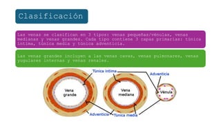 Sistema Arterial Y Venoso potx Anatomia Humana POTX sistema-arterial-y-venoso-potx-anatomia-humana-potx