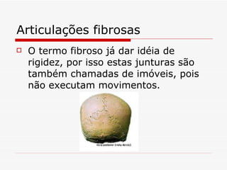 Articulações fibrosas O termo fibroso já dar idéia de rigidez, por isso estas junturas são também chamadas de imóveis, pois não executam movimentos. 