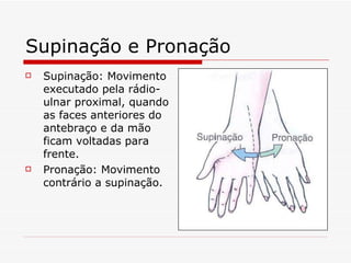 Supinação e Pronação Supinação: Movimento executado pela rádio-ulnar proximal, quando as faces anteriores do antebraço e da mão ficam voltadas para frente. Pronação: Movimento contrário a supinação. 
