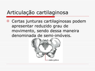 Articulação cartilaginosa Certas junturas cartilaginosas podem apresentar reduzido grau de movimento, sendo dessa maneira denominada de semi-imóveis. 