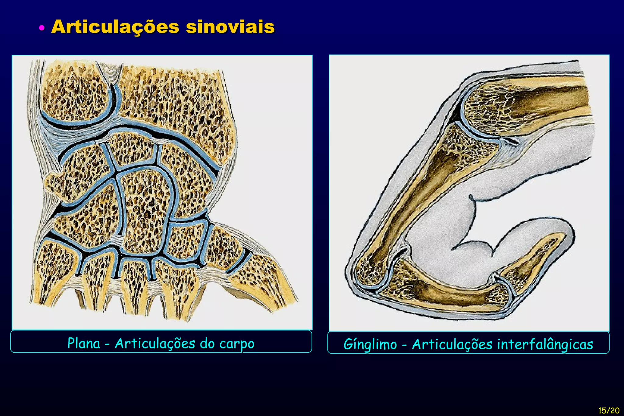 Plana - Articulações do carpo Gínglimo - Articulações interfalângicas 15/20    Articulações sinoviais 