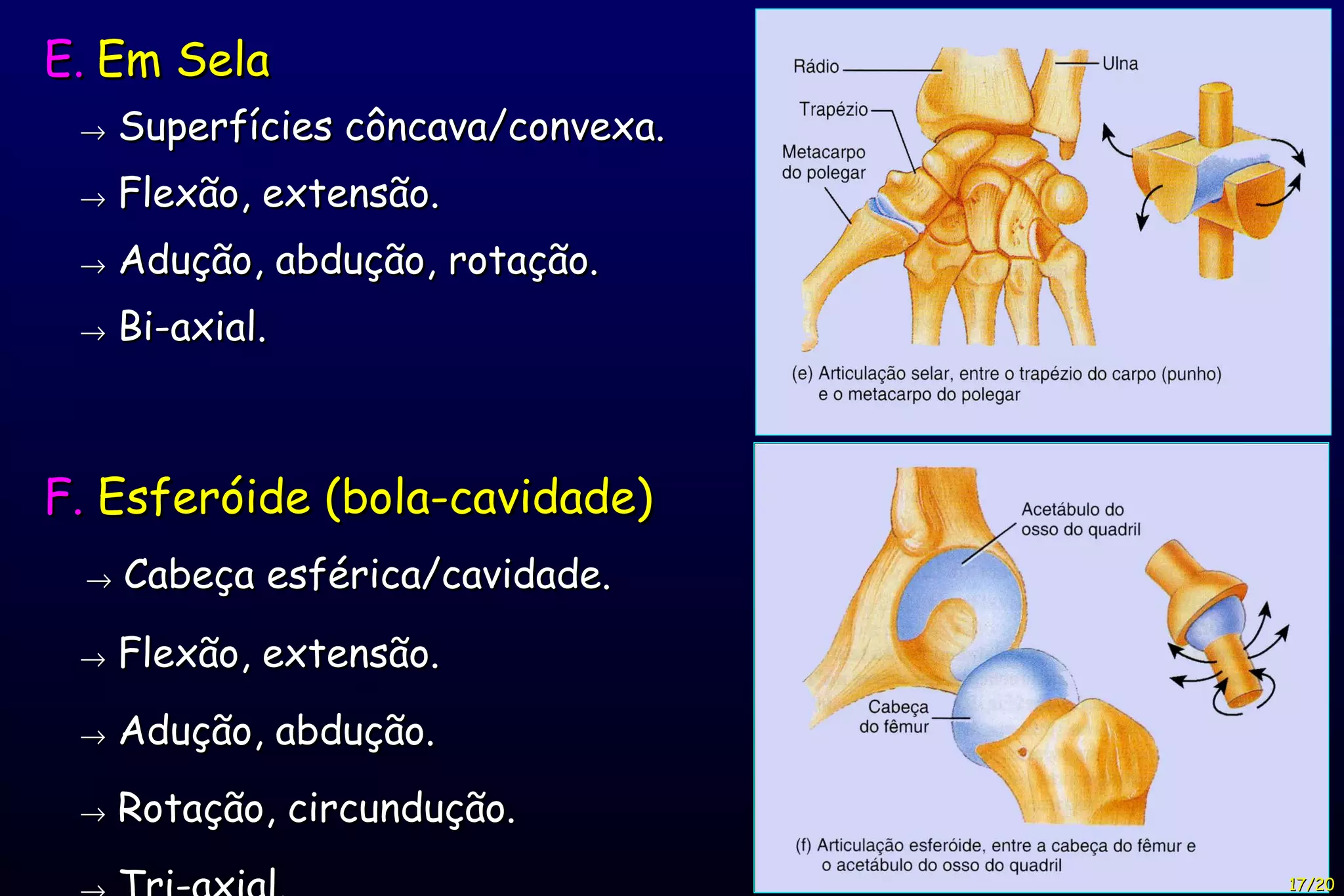 E.   Em Sela    Superfícies côncava/convexa.    Flexão, extensão.    Adução, abdução, rotação.    Bi-axial. F.  Esferóide (bola-cavidade)    Cabeça esférica/cavidade.    Flexão, extensão.    Adução, abdução.    Rotação, circundução.    Tri-axial. 17/20 