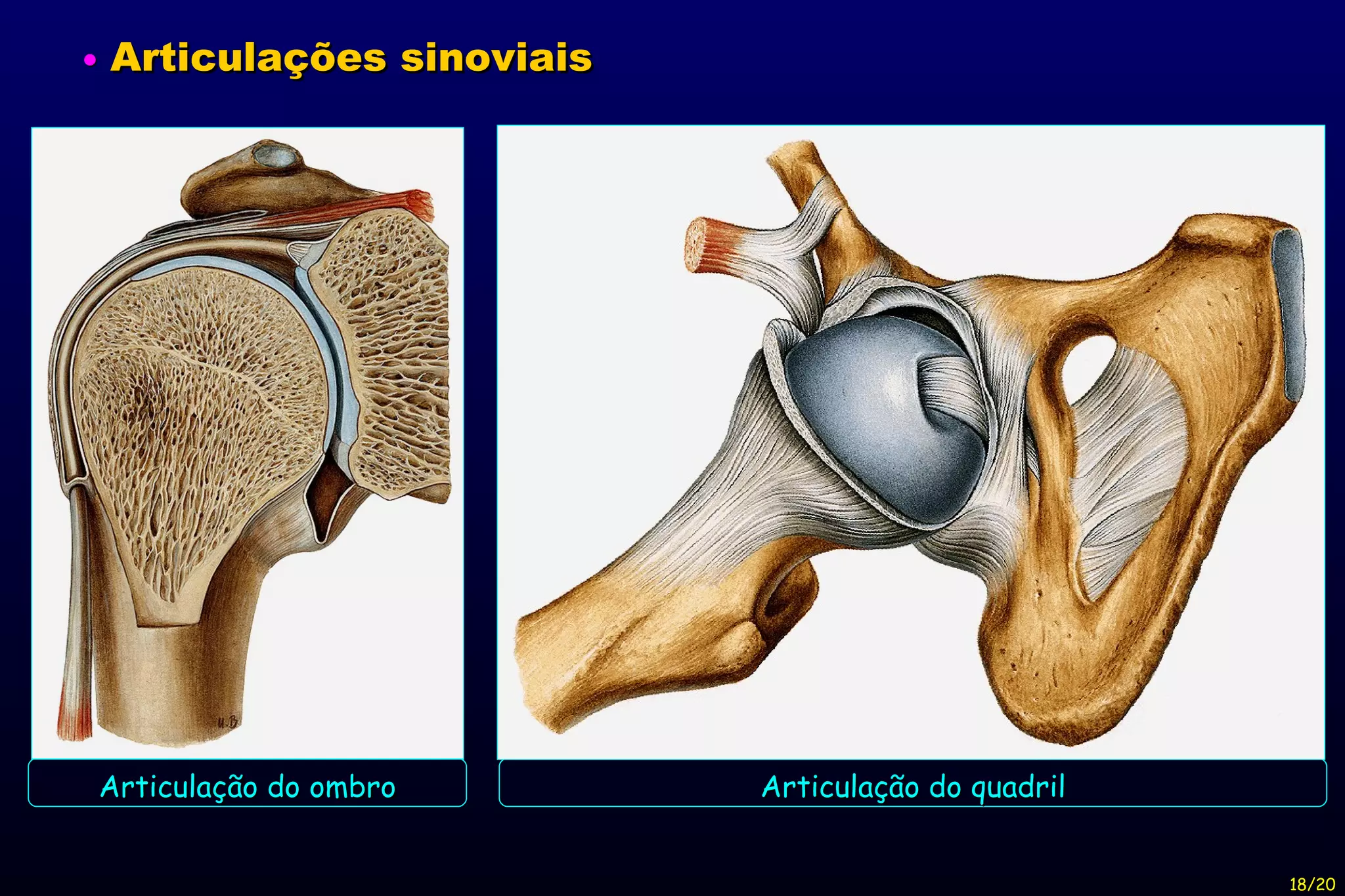 Articulação do ombro Articulação do quadril 18/20    Articulações sinoviais 