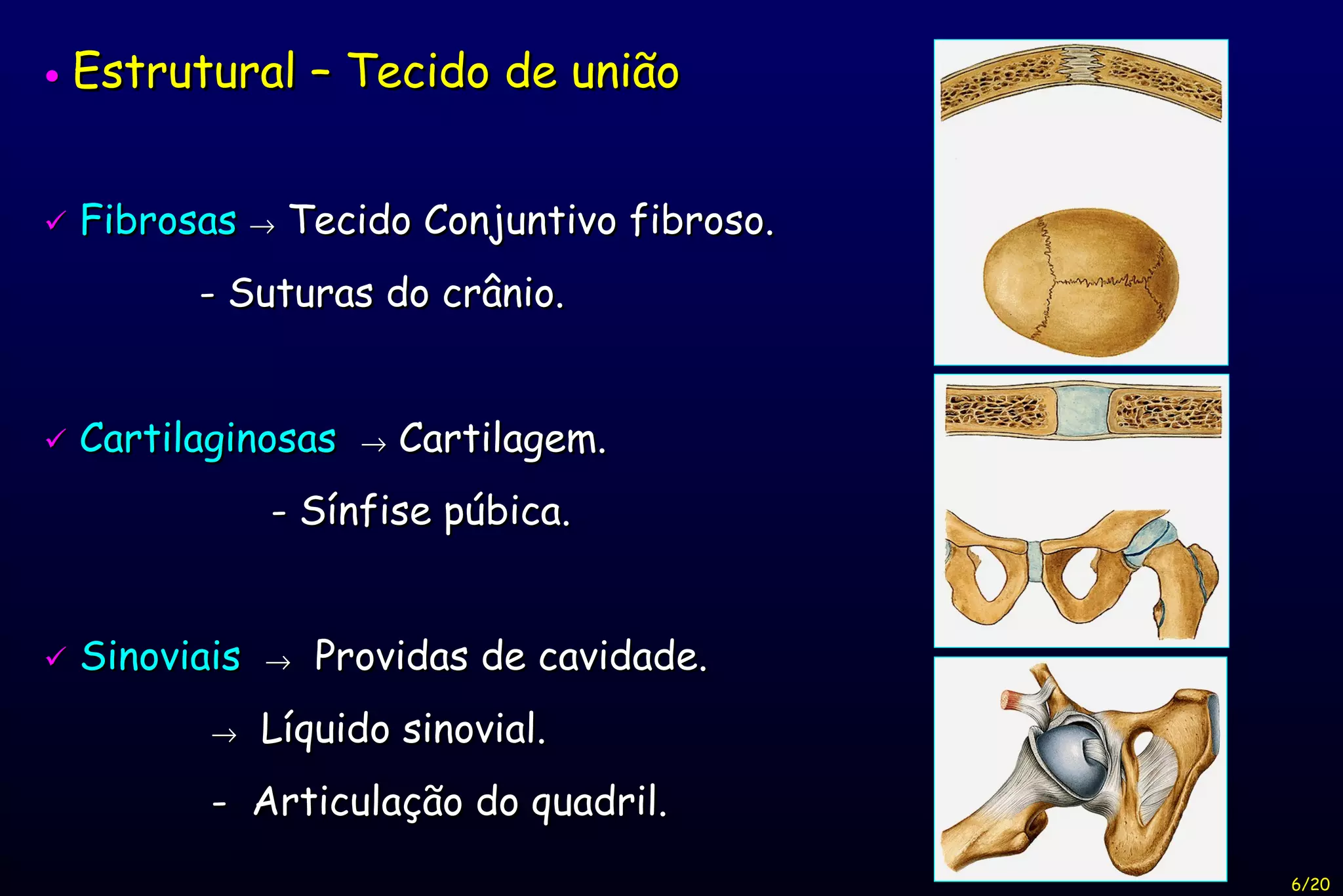    Estrutural – Tecido de união    Fibrosas     Tecido Conjuntivo fibroso. - Suturas do crânio.    Cartilaginosas     Cartilagem. - Sínfise púbica.    Sinoviais      Providas de cavidade.    Líquido sinovial. -  Articulação do quadril. 6/20 