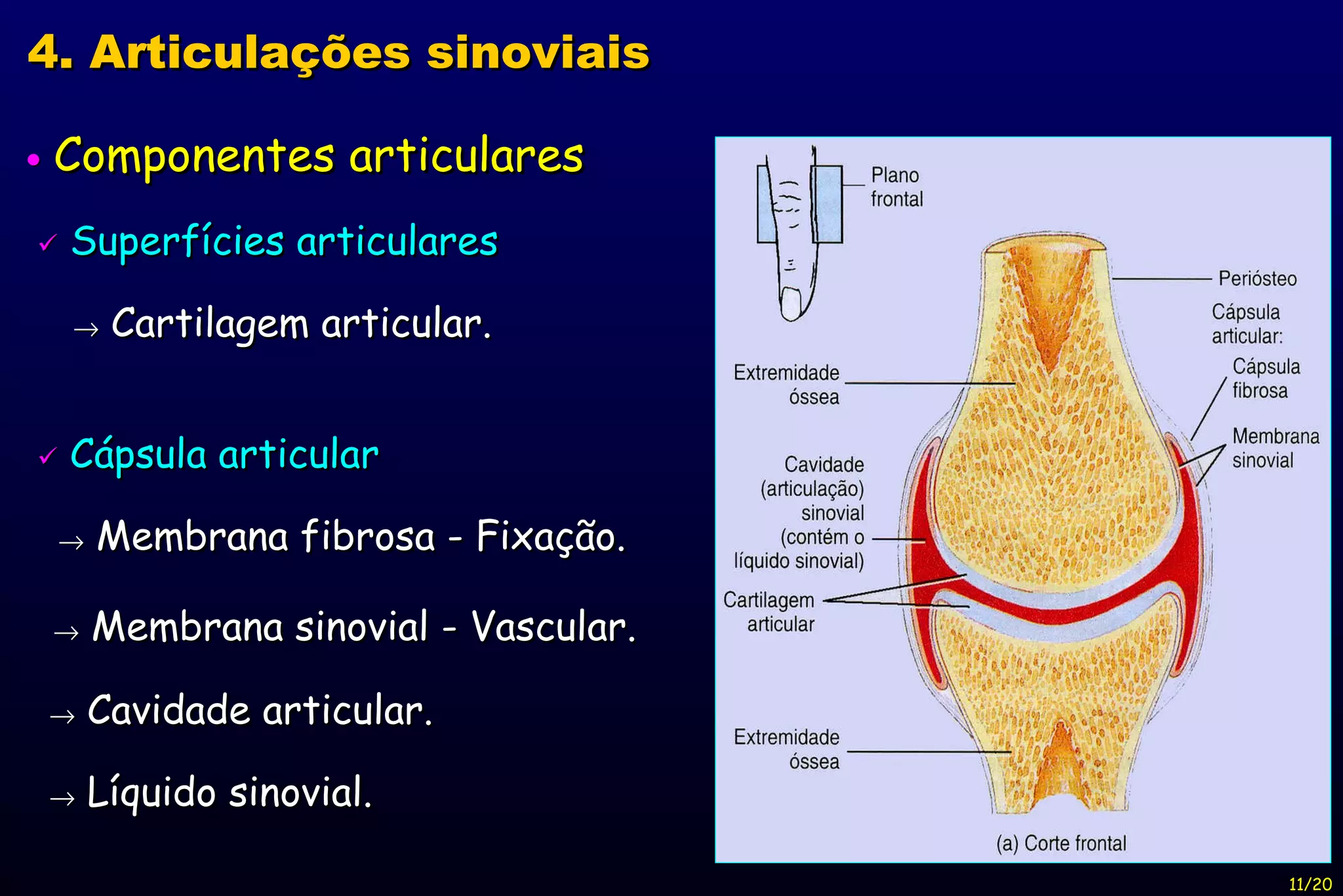    Componentes articulares    Superfícies articulares    Cartilagem articular.    Cápsula articular    Membrana fibrosa - Fixação.    Membrana sinovial - Vascular.    Cavidade articular.    Líquido sinovial. 4. Articulações sinoviais 11/20 