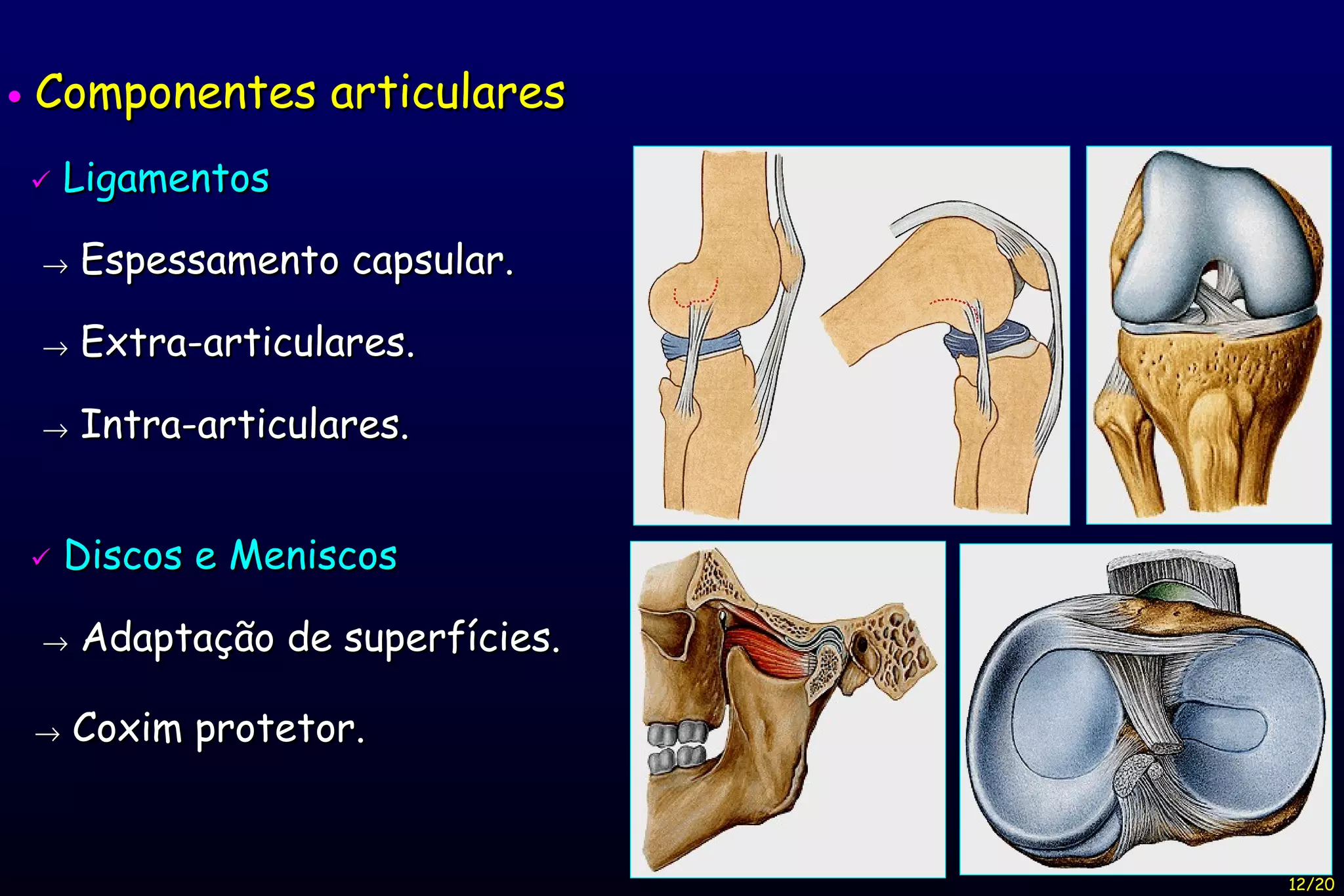    Componentes articulares    Ligamentos    Espessamento capsular.    Extra-articulares.    Intra-articulares.    Discos e Meniscos    Adaptação de superfícies.    Coxim protetor. 12/20 