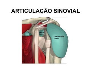 ARTICULAÇÃO SINOVIAL