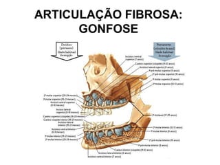 ARTICULAÇÃO FIBROSA:
GONFOSE