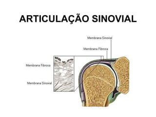ARTICULAÇÃO SINOVIAL