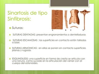 Sinartosis de tipo
Sinfibrosis:
 Suturas:
 SUTURAS DENTADAS: presentan engranamientos o dentelladuras
 SUTURAS ESCAMOSAS : las superficies en contacto están talladas
a bisel.
 SUTURAS ARMONICAS : en ellas se ponen en contacto superficies
planas y rugosas
 ESQUINDILESIS: una superficie en forma de cresta se articula con
una ranura, como sucede en la articulación del v6mer con el
cuerpo del esfenoides.
 