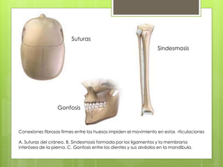 Suturas
Sindesmosis
Gonfosis
Conexiones fibrosas firmes entre los huesos impiden el movimiento en estas rticulaciones
A. Suturas del cráneo. B. Sindesmosis formada por los ligamentos y la membrana
interósea de la pierna. C. Gonfosis entre los dientes y sus alvéolos en la mandíbula.
 