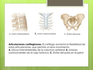 A. Union interbertebral
Articulaciones cartilaginosas. El cartílago aumenta la flexibilidad de
estas articulaciones, que permite un leve movimiento.
A. Discos intervertebrales de la columna vertebral. B. Uniones
costocondrales de la caja torácica. C. Sínfisis del pubis en la pelvis
B. Union costocondreal C. Sinfisis del pubis
 