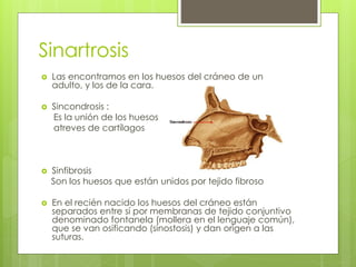 Sinartrosis
 Las encontramos en los huesos del cráneo de un
adulto, y los de la cara.
 Sincondrosis :
Es la unión de los huesos
atreves de cartílagos
 Sinfibrosis
Son los huesos que están unidos por tejido fibroso
 En el recién nacido los huesos del cráneo están
separados entre sí por membranas de tejido conjuntivo
denominado fontanela (mollera en el lenguaje común),
que se van osificando (sinostosis) y dan origen a las
suturas.
 