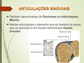  Também denominadas de Diartroses ou Articulações
Móveis
 Nestas articulações o elemento que se interpõe às peças
que se articulam é um líquido denominado líquido
sinovial.
 