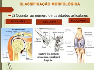 2) Quanto ao número de cavidades articulares
UNICAMERA
L
BICAMERAL
POLICAMERAL
 
