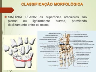  SINOVIAL PLANA: as superfícies articulares são
planas ou ligeiramente curvas, permitindo
deslizamento entre os ossos.
 