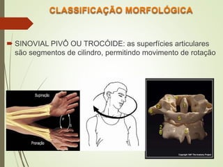 SINOVIAL PIVÔ OU TROCÓIDE: as superfícies articulares
são segmentos de cilindro, permitindo movimento de rotação
 