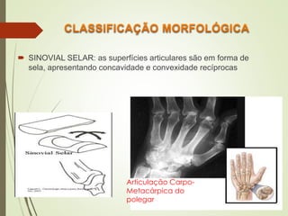  SINOVIAL SELAR: as superfícies articulares são em forma de
sela, apresentando concavidade e convexidade recíprocas
Articulação Carpo-
Metacárpica do
polegar
 