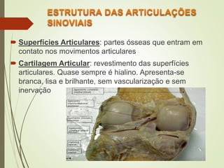 Superfícies Articulares: partes ósseas que entram em
contato nos movimentos articulares
 Cartilagem Articular: revestimento das superfícies
articulares. Quase sempre é hialino. Apresenta-se
branca, lisa e brilhante, sem vascularização e sem
inervação
 