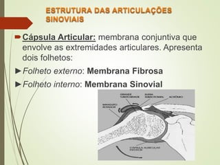 Cápsula Articular: membrana conjuntiva que
envolve as extremidades articulares. Apresenta
dois folhetos:
►Folheto externo: Membrana Fibrosa
►Folheto interno: Membrana Sinovial
 