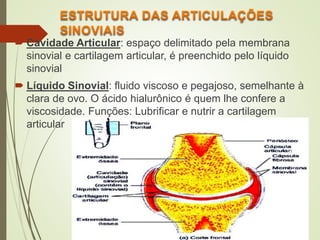  Cavidade Articular: espaço delimitado pela membrana
sinovial e cartilagem articular, é preenchido pelo líquido
sinovial
 Líquido Sinovial: fluido viscoso e pegajoso, semelhante à
clara de ovo. O ácido hialurônico é quem lhe confere a
viscosidade. Funções: Lubrificar e nutrir a cartilagem
articular
 