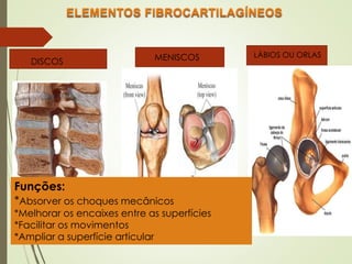 DISCOS MENISCOS LÁBIOS OU ORLAS
Funções:
*Absorver os choques mecânicos
*Melhorar os encaixes entre as superfícies
*Facilitar os movimentos
*Ampliar a superfície articular
 