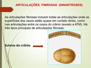 ARTICULAÇÕES FIBROSAS (SINARTROSES)
As articulações fibrosas incluem todas as articulações onde as
superfícies dos ossos estão quase em contato direto, como
nas articulações entre os ossos do crânio (exceto a ATM). Há
três tipos principais de articulações fibrosas:
Suturas do crânio
 