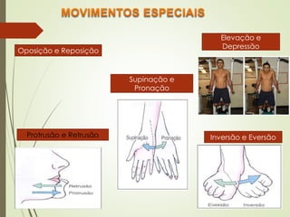 Oposição e Reposição
Supinação e
Pronação
Elevação e
Depressão
Protrusão e Retrusão Inversão e Eversão
 