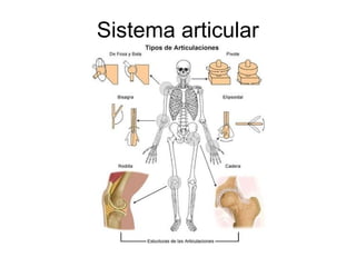 Sistema articular
 