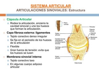 SISTEMA ARTICULAR
             ARTICULACIONES SINOVIALES: Estructura

   Cápsula Articular
       Rodea la articulación, encierra la
        cavidad sinovial y une los huesos
        que forman la articulación.
   Capa fibrosa externa: ligamentos
       Tejido conectivo denso irregular
       Se fija en el periostio de los huesos
        de la articulación
       Flexible
       Gran fuerza de tensión: evita que
        los huesos se luxen
   Membrana sinovial interna
       Tejido conectivo laxo
       En algunas cuerpo adiposo
        articular
 