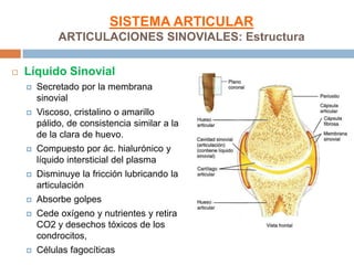 SISTEMA ARTICULAR
             ARTICULACIONES SINOVIALES: Estructura

   Líquido Sinovial
       Secretado por la membrana
        sinovial
       Viscoso, cristalino o amarillo
        pálido, de consistencia similar a la
        de la clara de huevo.
       Compuesto por ác. hialurónico y
        líquido intersticial del plasma
       Disminuye la fricción lubricando la
        articulación
       Absorbe golpes
       Cede oxígeno y nutrientes y retira
        CO2 y desechos tóxicos de los
        condrocitos,
       Células fagocíticas
 