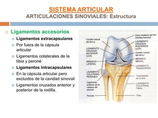SISTEMA ARTICULAR
             ARTICULACIONES SINOVIALES: Estructura

   Ligamentos accesorios
       Ligamentos extracapsulares
       Por fuera de la cápsula
        articular
       Ligamentos colaterales de la
        tibia y peroné
       Ligamentos intracapsulares
       En la cápsula articular pero
        excluidos de la cavidad sinovial
       Ligamentos cruzados anterior y
        posterior de la rodilla.
 