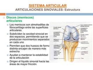 SISTEMA ARTICULAR
             ARTICULACIONES SINOVIALES: Estructura

   Discos (meniscos)
    articulares
       Los meniscos son almohadillas de
        fibrocartílago entre las superficies
        articulares
       Subdividen la cavidad sinovial en
        dos espacios, permitiendo que se
        produzcan movimientos separados
        en cada uno
       Permiten que dos huesos de forma
        distinta encajen de manera más
        estrecha
       Ayudan a mantener la estabilidad
        de la articulación
       Dirigen el líquido sinovial hacia las
        áreas de mayor fricción.
 