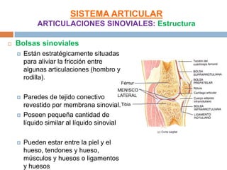 SISTEMA ARTICULAR
            ARTICULACIONES SINOVIALES: Estructura

   Bolsas sinoviales
       Están estratégicamente situadas
        para aliviar la fricción entre
        algunas articulaciones (hombro y
        rodilla).
                                           Fémur
                                         MENISCO
                                         LATERAL
       Paredes de tejido conectivo
        revestido por membrana sinovial. Tibia
       Poseen pequeña cantidad de
        líquido similar al líquido sinovial

       Pueden estar entre la piel y el
        hueso, tendones y hueso,
        músculos y huesos o ligamentos
        y huesos
 