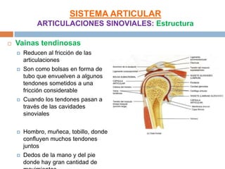 SISTEMA ARTICULAR
             ARTICULACIONES SINOVIALES: Estructura

   Vainas tendinosas
       Reducen al fricción de las
        articulaciones
       Son como bolsas en forma de
        tubo que envuelven a algunos
        tendones sometidos a una
        fricción considerable
       Cuando los tendones pasan a
        través de las cavidades
        sinoviales


       Hombro, muñeca, tobillo, donde
        confluyen muchos tendones
        juntos
       Dedos de la mano y del pie
        donde hay gran cantidad de
 