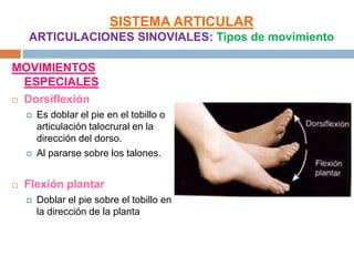 SISTEMA ARTICULAR
    ARTICULACIONES SINOVIALES: Tipos de movimiento

MOVIMIENTOS
  ESPECIALES
 Dorsiflexión

       Es doblar el pie en el tobillo o
        articulación talocrural en la
        dirección del dorso.
       Al pararse sobre los talones.


   Flexión plantar
       Doblar el pie sobre el tobillo en
        la dirección de la planta
 