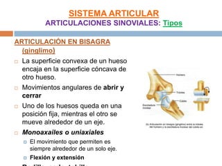 SISTEMA ARTICULAR
             ARTICULACIONES SINOVIALES: Tipos

ARTICULACIÓN EN BISAGRA
  (ginglimo)
   La superficie convexa de un hueso
    encaja en la superficie cóncava de
    otro hueso.
   Movimientos angulares de abrir y
    cerrar
   Uno de los huesos queda en una
    posición fija, mientras el otro se
    mueve alrededor de un eje.
   Monoaxailes o uniaxiales
       El movimiento que permiten es
        siempre alrededor de un solo eje.
       Flexión y extensión
 