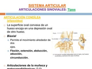 SISTEMA ARTICULAR
               ARTICULACIONES SINOVIALES: Tipos

ARTICULACIÓN CONDÍLEA
  (elipsoidea)
   La superficie oval convexa de un
    hueso encaja en una depresión oval
    de otro hueso.
   Biaxial
       Permite el movimiento alrededor de
        dos
        ejes.
       Flexión, extensión, abducción,
        aducción,
        circunducción.


   Articulaciones de la muñeca y
 