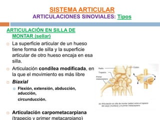 SISTEMA ARTICULAR
               ARTICULACIONES SINOVIALES: Tipos

ARTICULACIÓN EN SILLA DE
  MONTAR (sellar)
   La superficie articular de un hueso
    tiene forma de silla y la superficie
    articular de otro hueso encaja en esa
    silla.
   Articulación condílea modificada, en
    la que el movimiento es más libre
   Biaxial
       Flexión, extensión, abducción,
        aducción,
        circunducción.


   Articulación carpometacarpiana
    (trapecio y primer metacarpiano)
 