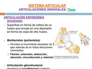 SISTEMA ARTICULAR
               ARTICULACIONES SINOVIALES: Tipos

ARTICULACIÓN ESFEROIDEA
  (enartrosis)
   Superficie en forma de esfera de un
    hueso que encaja en una depresión
    en forma de copa de otro hueso.


   Multiaxiales (poliaxiales)
       Permiten el movimiento alrededor de 3
        ejes además de en todas direcciones
        intermedias
       Flexión, extensión, abducción,
        aducción, circunducción y rotación.


   Articulación glenohumeral
 