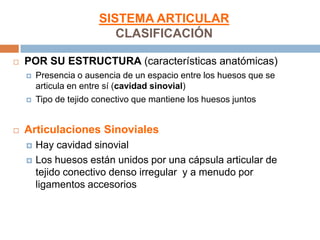 SISTEMA ARTICULAR
                          CLASIFICACIÓN

   POR SU ESTRUCTURA (características anatómicas)
       Presencia o ausencia de un espacio entre los huesos que se
        articula en entre sí (cavidad sinovial)
       Tipo de tejido conectivo que mantiene los huesos juntos


   Articulaciones Sinoviales
       Hay cavidad sinovial
       Los huesos están unidos por una cápsula articular de
        tejido conectivo denso irregular y a menudo por
        ligamentos accesorios
 