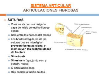 SISTEMA ARTICULAR
                 ARTICULACIONES FIBROSAS

   SUTURAS
       Compuesta por una delgada
        capa de tejido conectivo fibroso
        denso
       Sólo entre los huesos del cráneo
       Los bordes irregulares de las
        suturas que se interdigitan
        proveen fuerza adicional y
        disminuyen las probabilidades
        de fractura
       Sinartrosis
       Sinostosis (syn, junto con, y
        osteun, hueso)
       O articulación ósea
       Hay completa fusión de dos
 