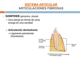 SISTEMA ARTICULAR
                 ARTICULACIONES FIBROSAS

   GONFOSIS (gómphos, clavija)
       Una clavija en forma de cono
        encaja en una cavidad

       Articulación dentoalveolar
         Ligamento periodontal
          (membrana)
 