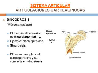 SISTEMA ARTICULAR
            ARTICULACIONES CARTILAGINOSAS

   SINCODROSIS
    (khóndros, cartílago)

                                     Placas
       El material de conexión      epifisiarias
        es el cartílago hialino.
                                        Epífisi
       Ejemplo: placa epifisiaria        s
       Sinartrosis

       El hueso reemplaza al
        cartílago hialino y se
        convierte en sinostosis
 