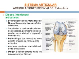 SISTEMA ARTICULAR
             ARTICULACIONES SINOVIALES: Estructura

   Discos (meniscos)
    articulares
       Los me...