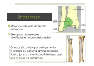 Sindesmose
¤ Maior quantidade de tecido
interposto.
¤ Exemplos: sindesmoses
tíbiofibular e tímpanoestapedial.
Os ossos são...