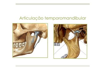 Articulação temporomandibular
 